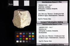 Foto (Objket + Etiketten) von Pithonoton marginatum (von Meyer, 1842) 